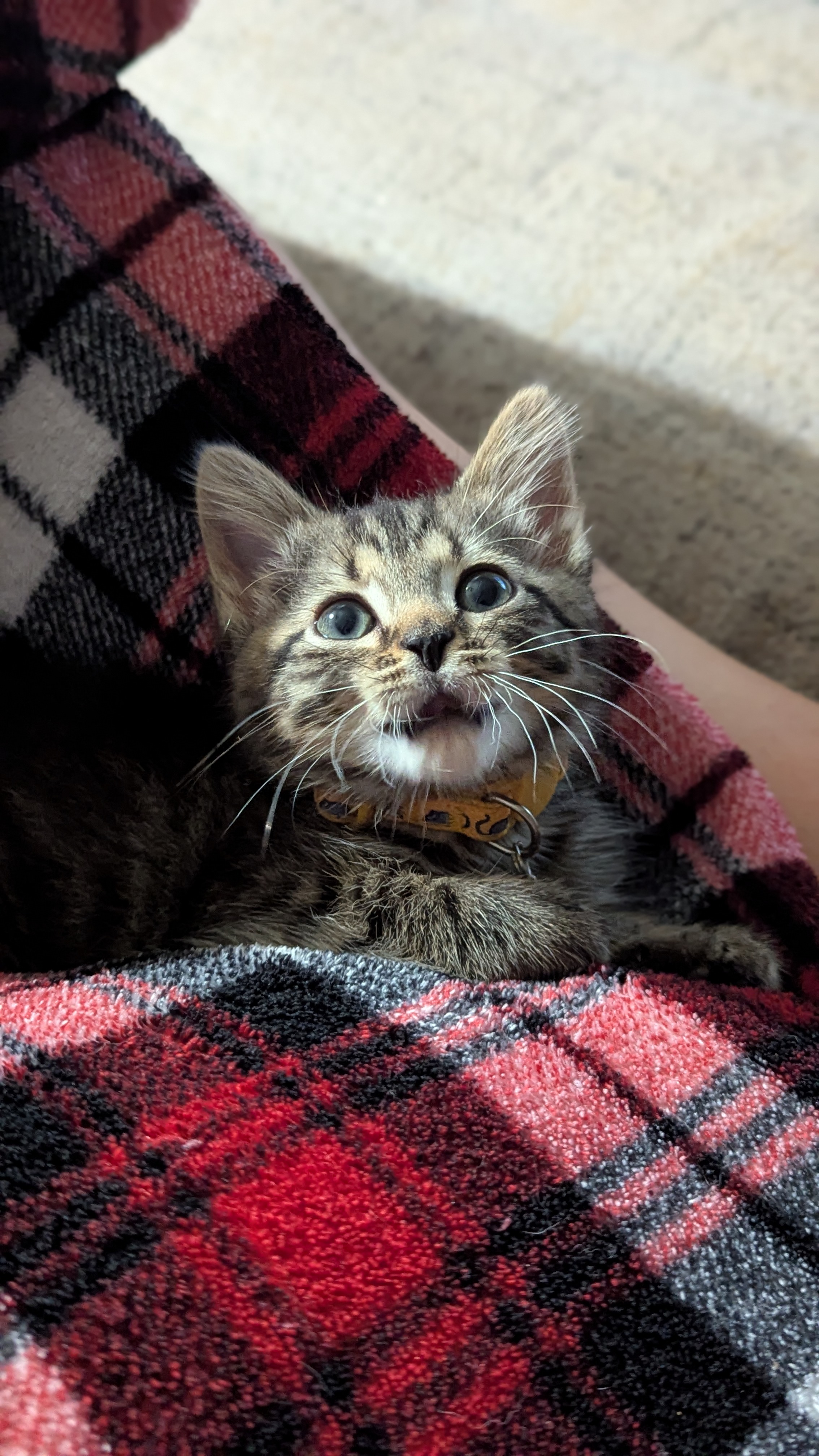Little Pickle