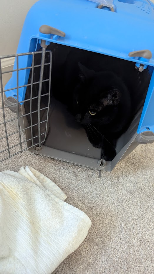 Luci did a hide