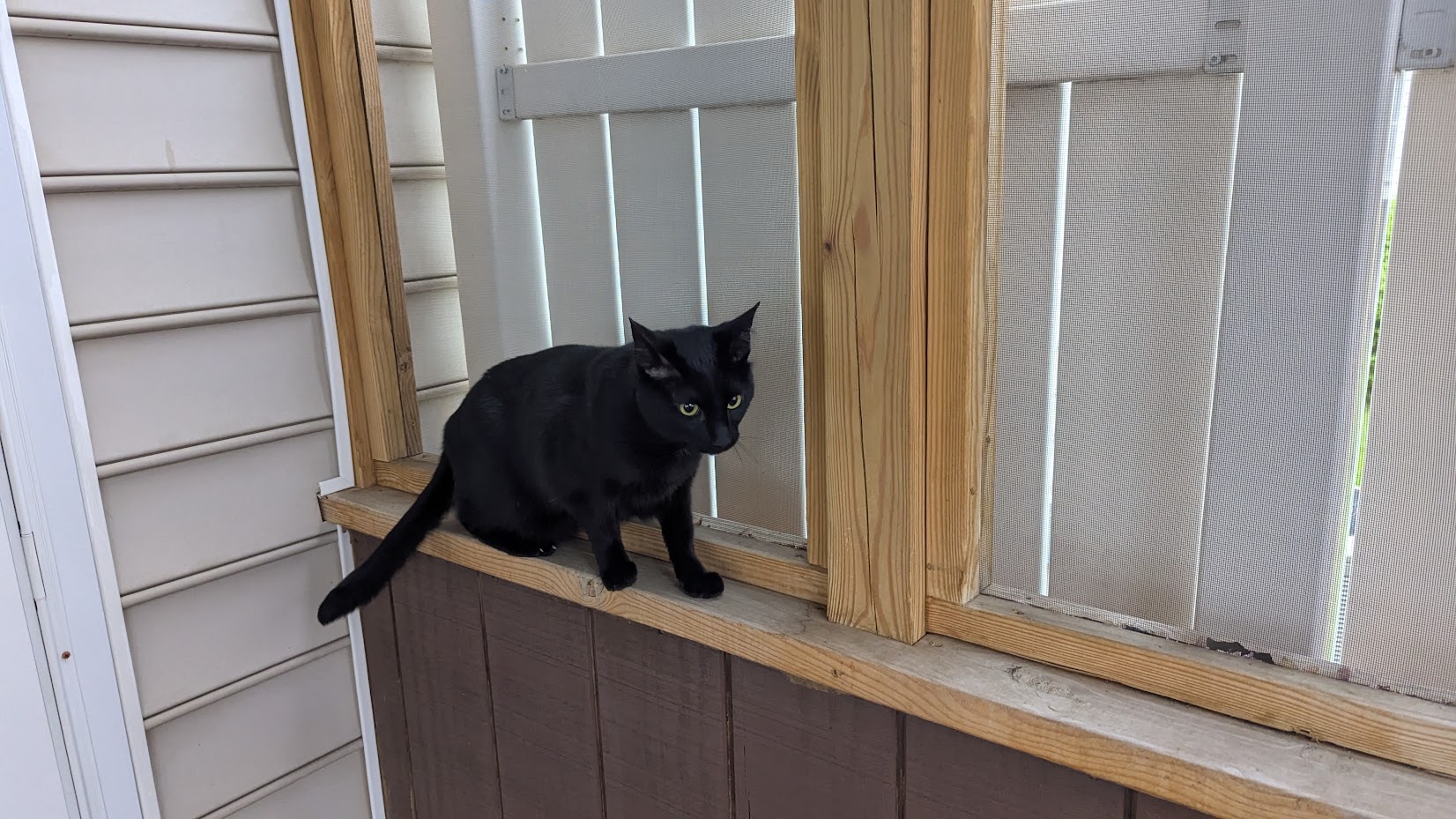 Luci’s first time on the patio
