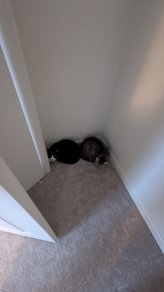 Pickle and Bean huddled in the closet