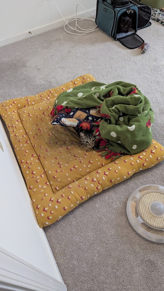 Pickle made a nest