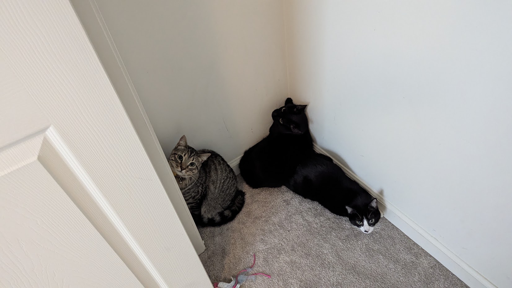 A pile of cats in the closet